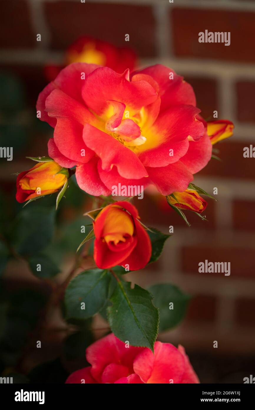 Outstanding Rosa Bright and Breezy = 'Dicjive', Floribunda Rose 'Bright And Breezy', natural plant portrait Stock Photo