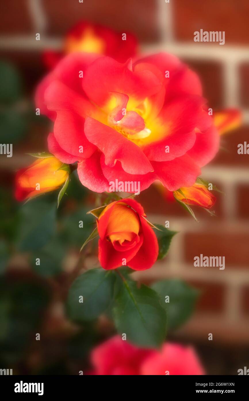 Outstanding Rosa Bright and Breezy = 'Dicjive', Floribunda Rose 'Bright And Breezy', natural plant portrait Stock Photo