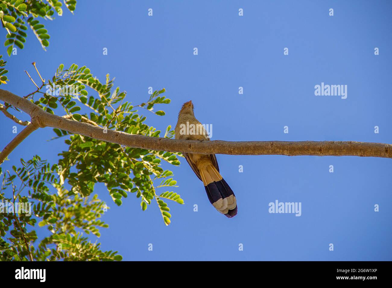 A Guira Cuckoo (Guira guira) on a tree branch with blue sky in the background. (Anu-Branco) Stock Photo