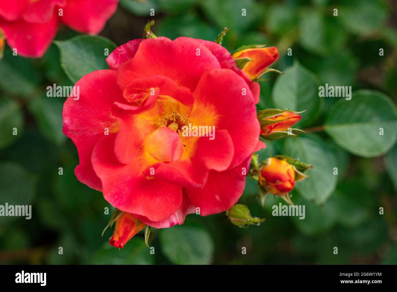 Outstanding Rosa Bright and Breezy = 'Dicjive', Floribunda Rose 'Bright And Breezy', natural plant portrait Stock Photo