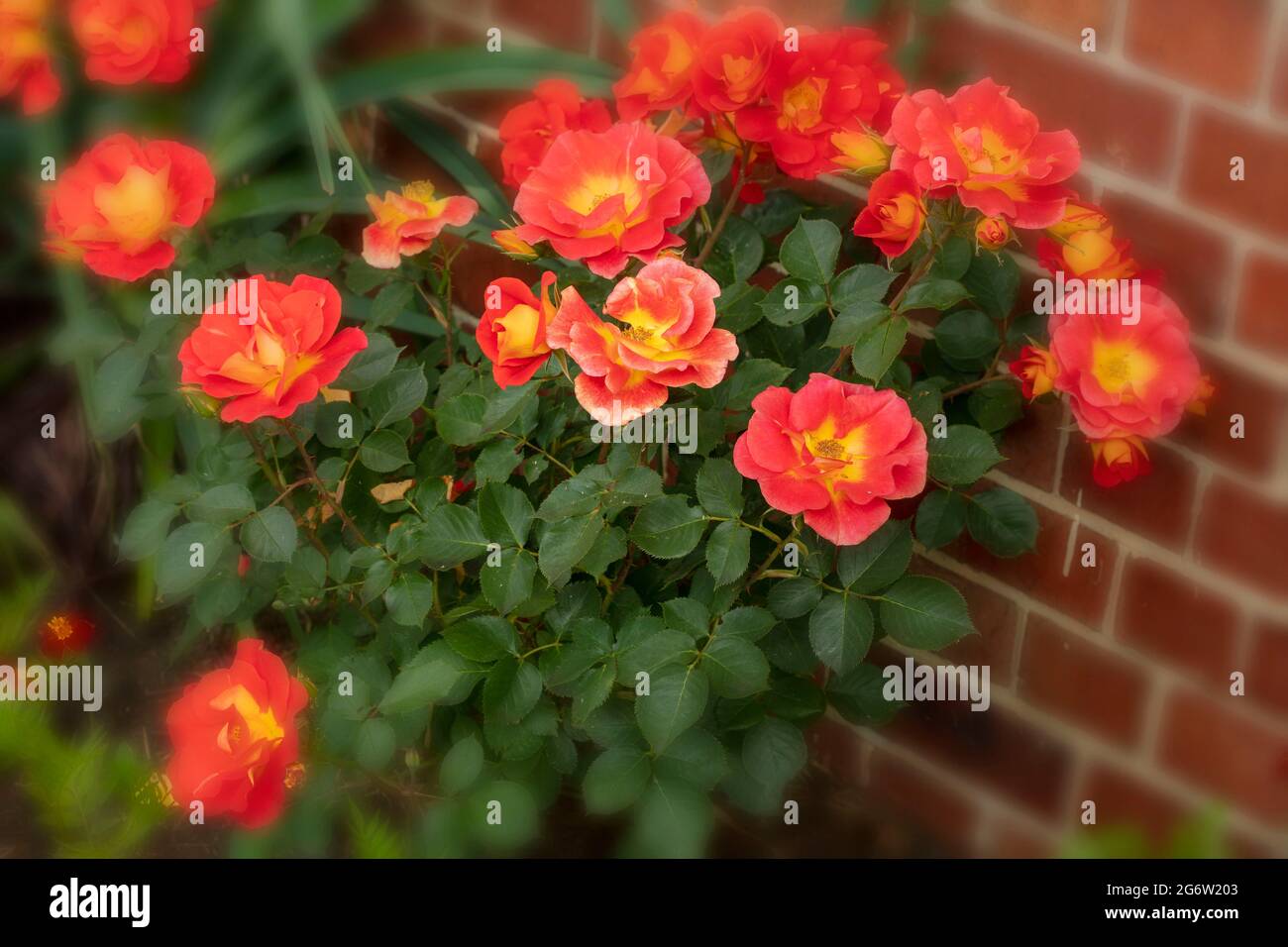 Romantic Rosa Bright and Breezy ‘Dicjive) flowering in a natural garden setting, natural flower portrait in close-up Stock Photo