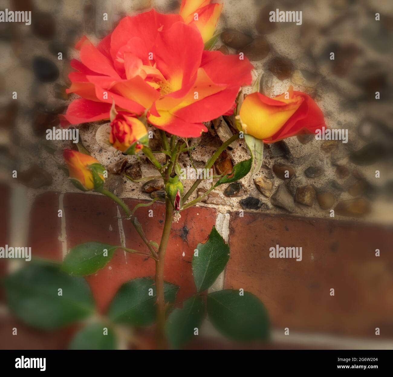 Romantic Rosa Bright and Breezy ‘Dicjive) flowering in a natural garden setting, natural flower portrait in close-up Stock Photo