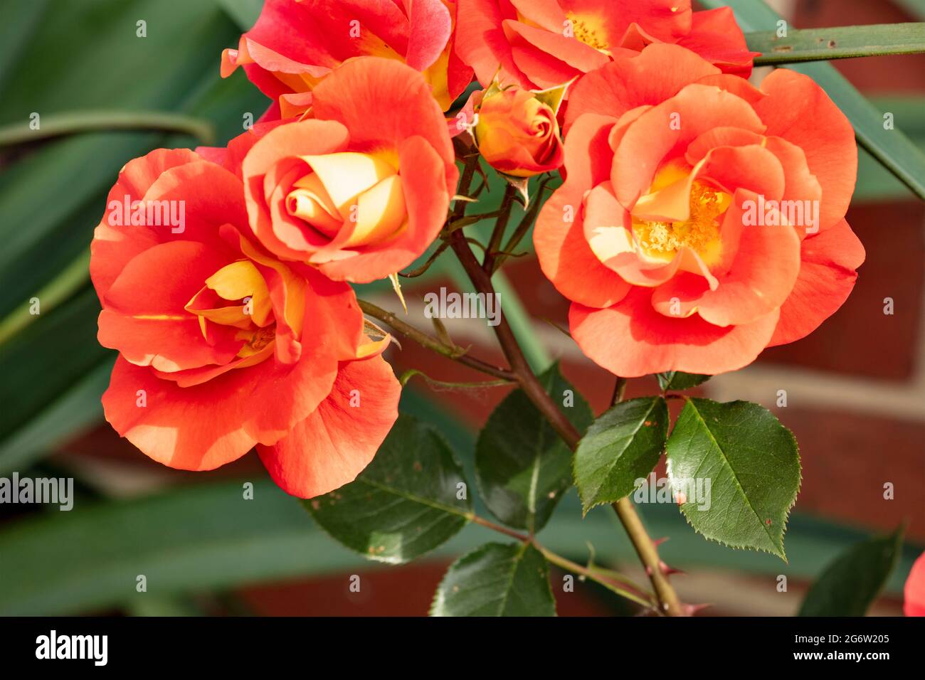Romantic Rosa Bright and Breezy ‘Dicjive) flowering in a natural garden setting, natural flower portrait in close-up Stock Photo