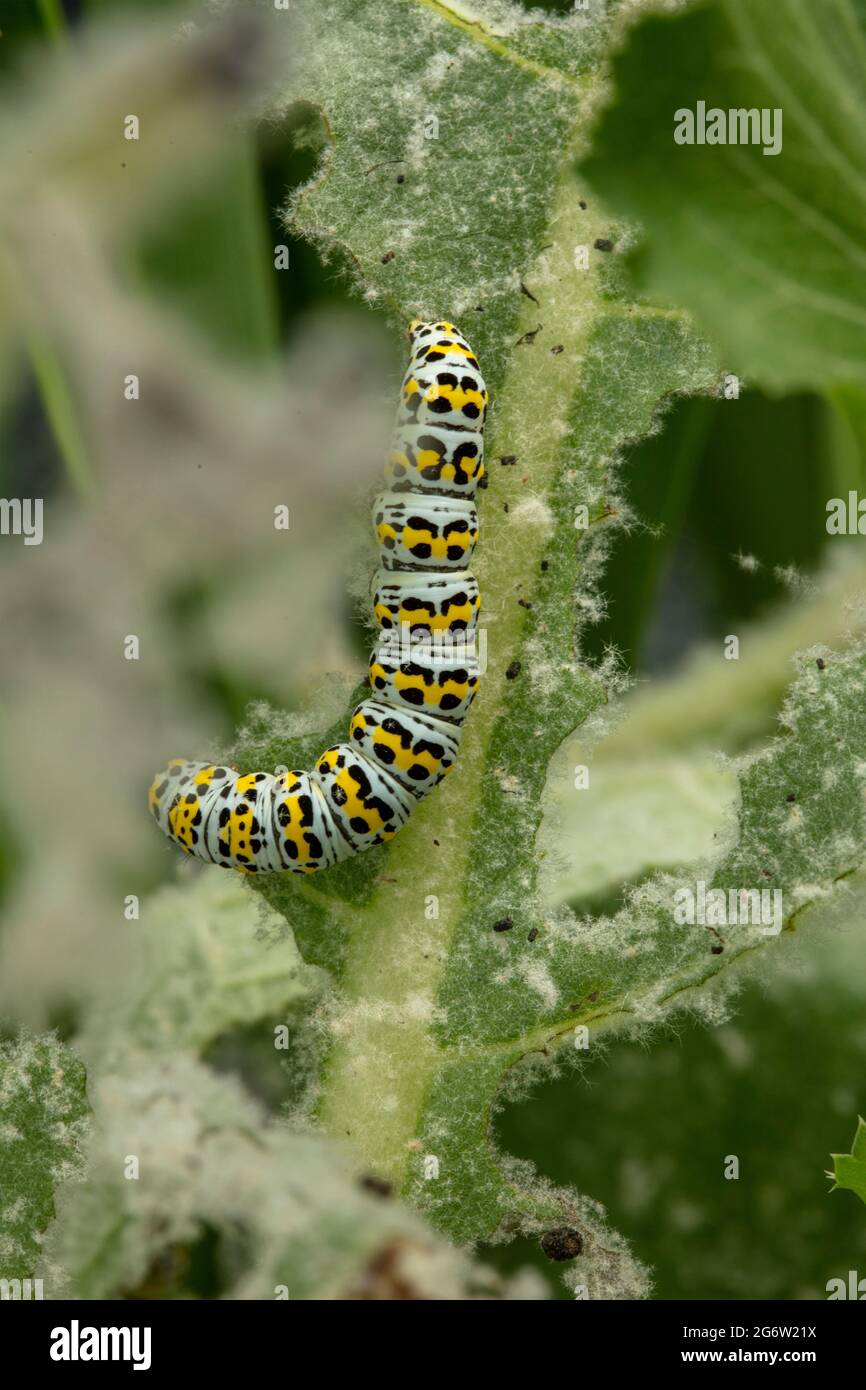 Mullein Moth Caterpillar Shargacucullia Verbasci Decimating 