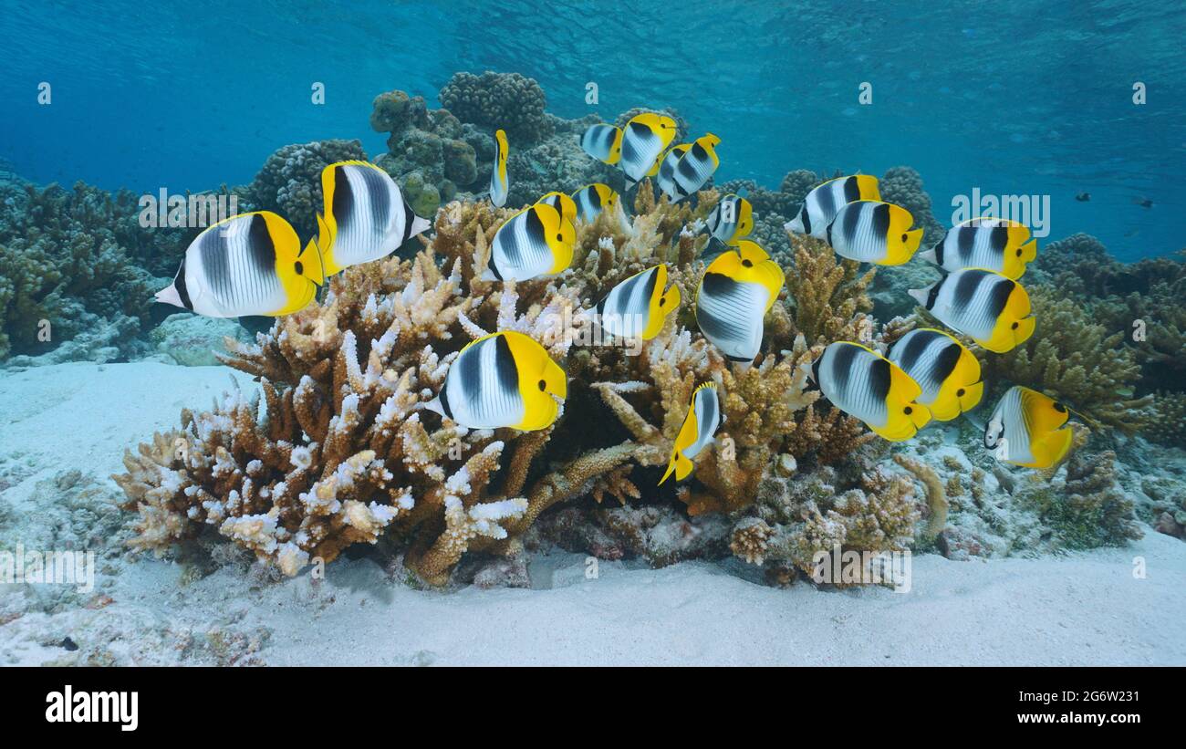 Tropical fish and coral reef underwater ocean (Pacific double-saddle butterflyfish), French Polynesia Stock Photo