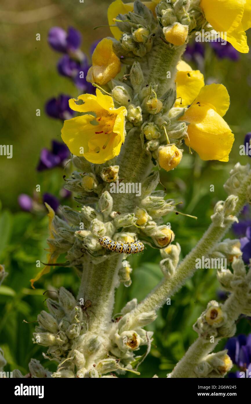 Mullein Moth Caterpillar Shargacucullia Verbasci Decimating 