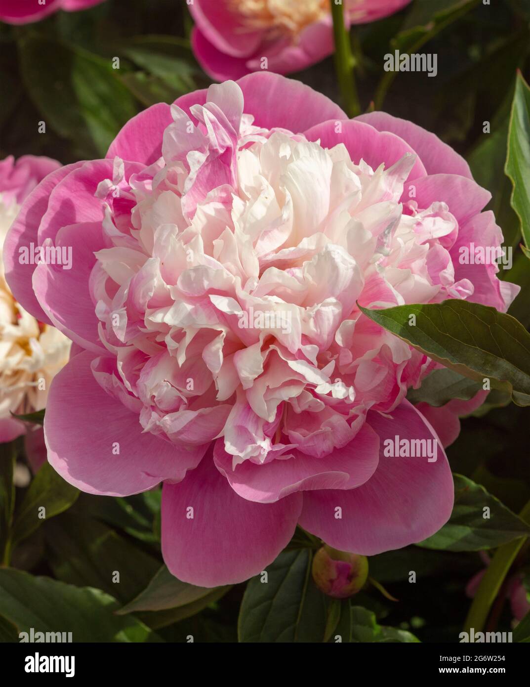 Outstanding Paeonia lactiflora 'Bowl of Beauty’, peony 'Bowl of Beauty’, flowering in late spring Stock Photo