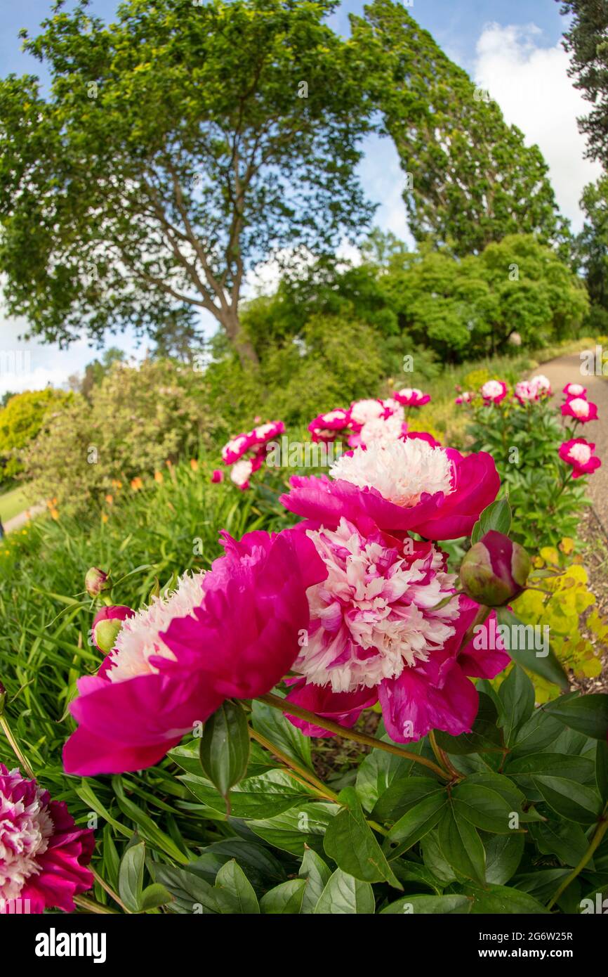 Outstanding Paeonia lactiflora 'Bowl of Beauty’, peony 'Bowl of Beauty’, flowering in late spring Stock Photo