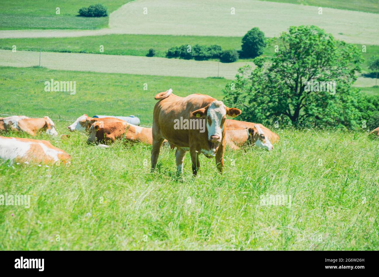 Cows relaxing on a meadow in South Germany Stock Photo