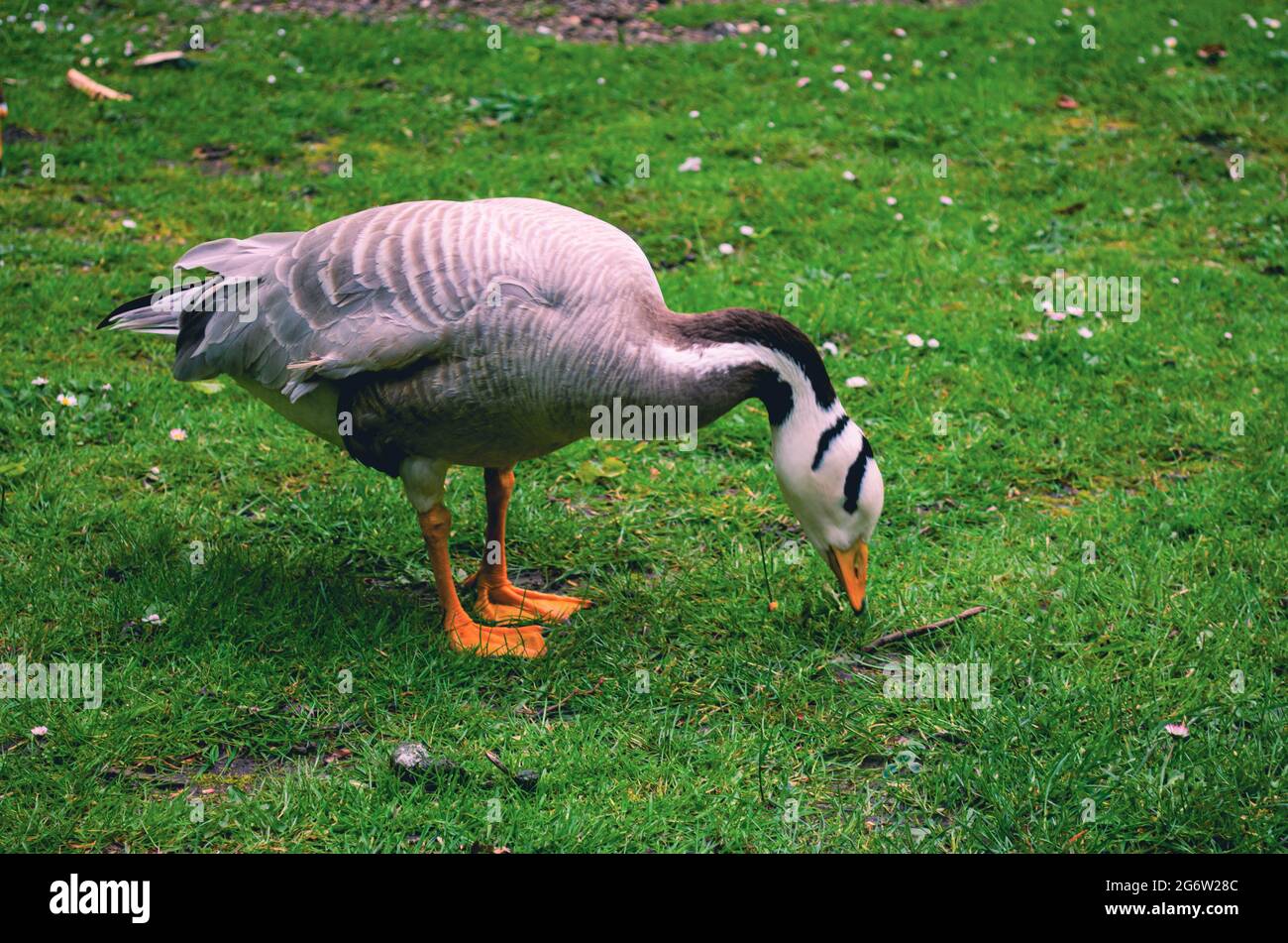 Bar-headed goose in a park in Kiel, Germany Stock Photo