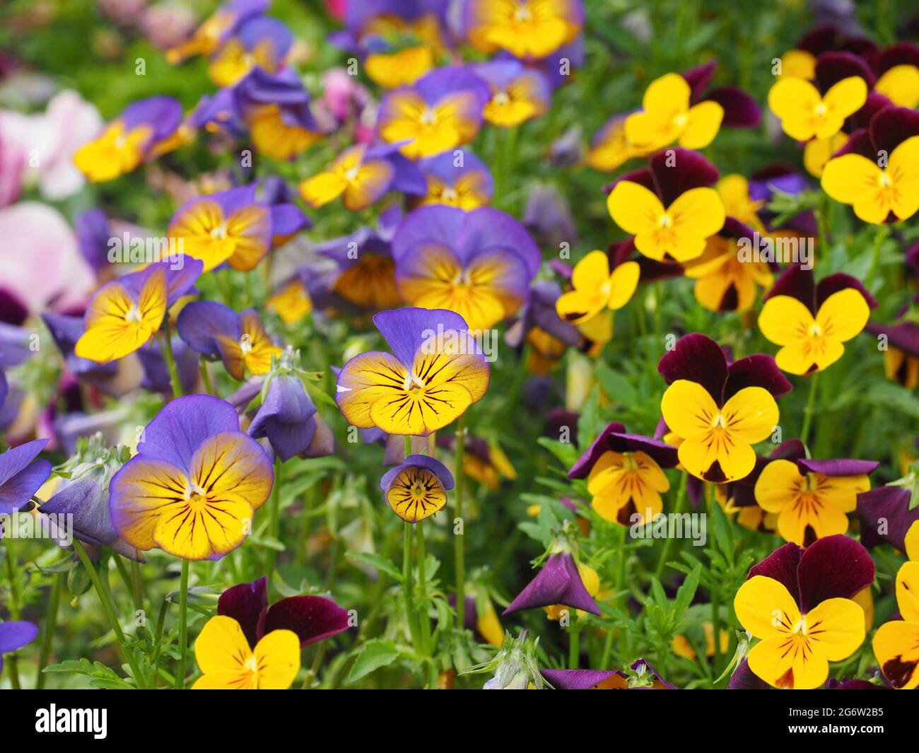 Field of Horned Violet, Horned Pansy, Viola Cornuta Stock Photo