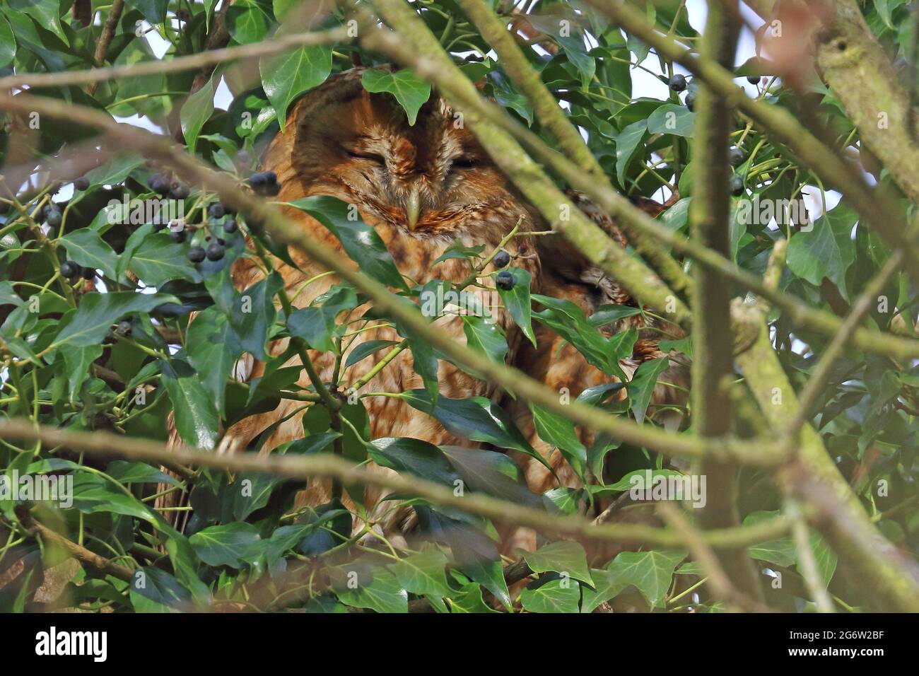 Sleeping Tawny owl (Strix aluco) hidden in a tree. Stock Photo