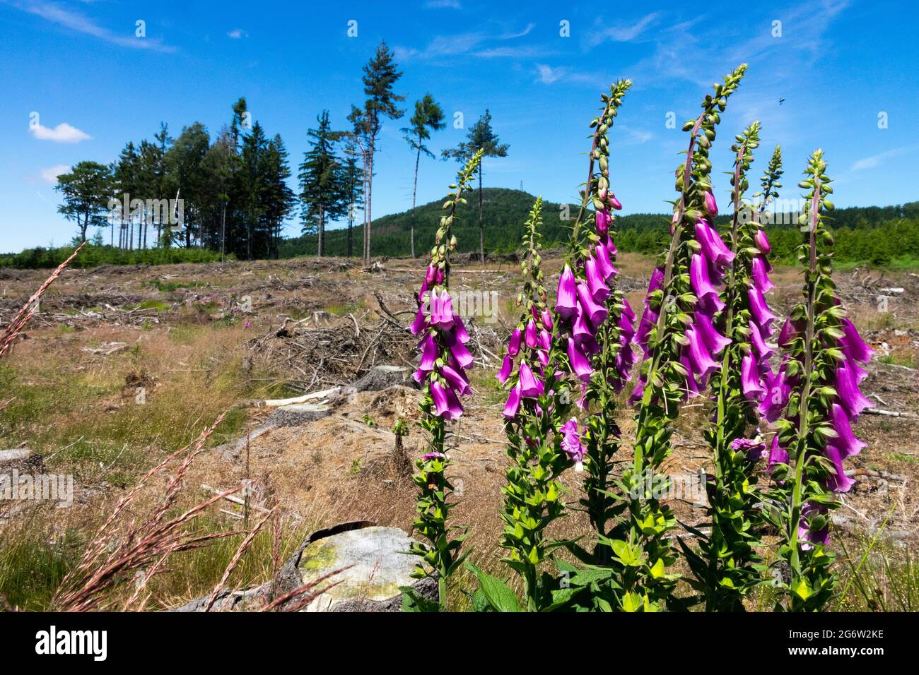 Digitalis purpurea growing on meadow Luzicke Hory, Lusatian Mountains, Czech Republic wildlife flowers Digitalis Stock Photo