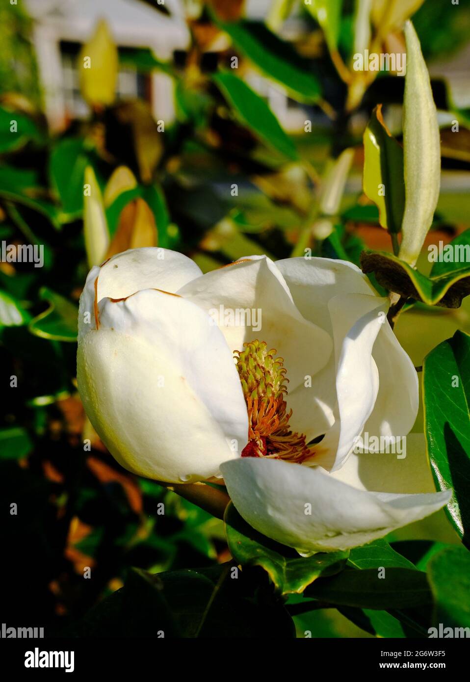 Magnolia grandiflora blossoms hi-res stock photography and images - Alamy