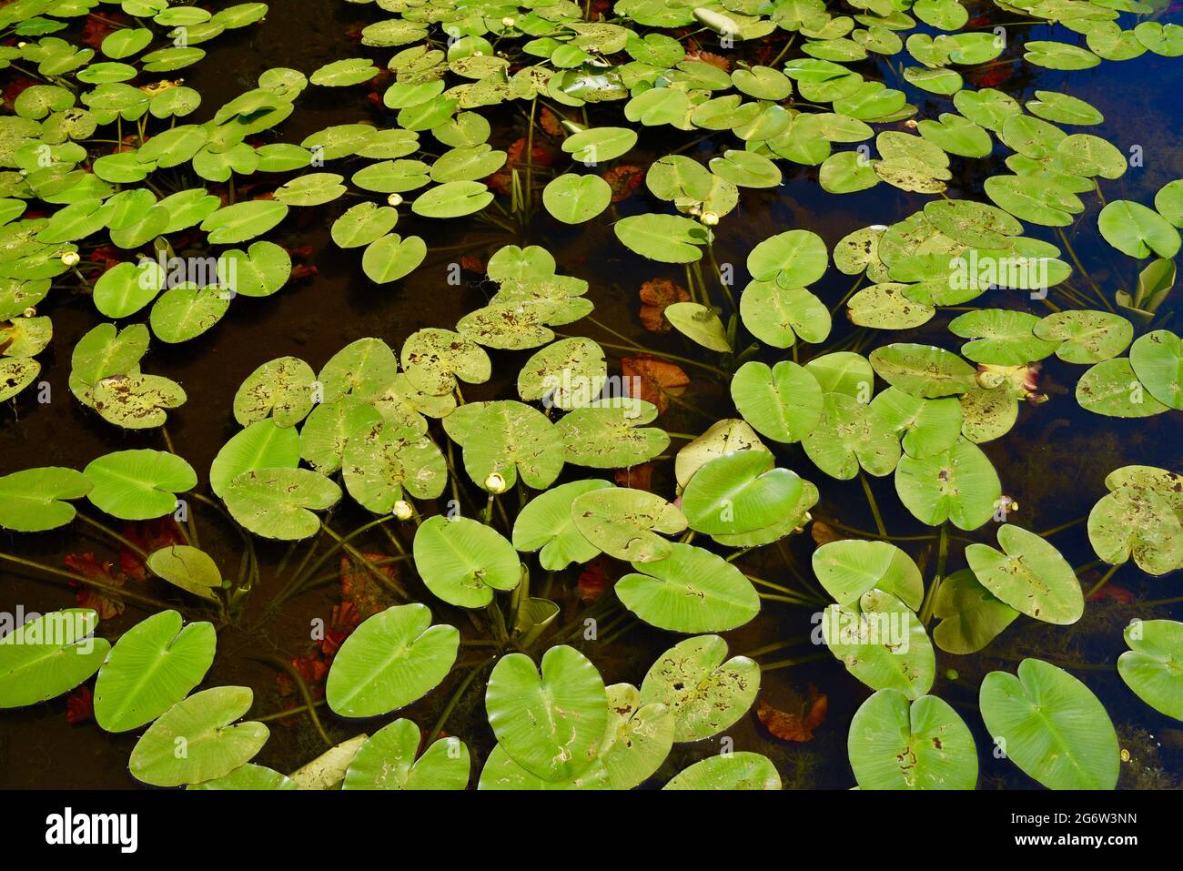 Group of bright green lily pads in pond adjacent to boardwalk hiking trail at The Ridges