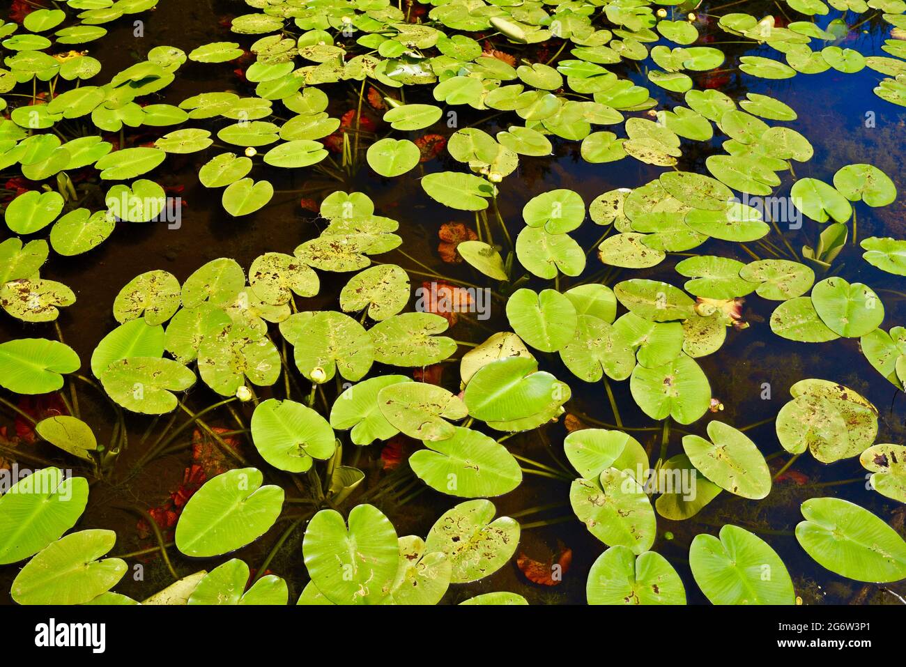 Group of bright green lily pads in pond adjacent to boardwalk hiking