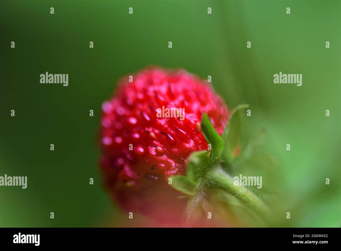 Strawberry stem hi-res stock photography and images - Alamy