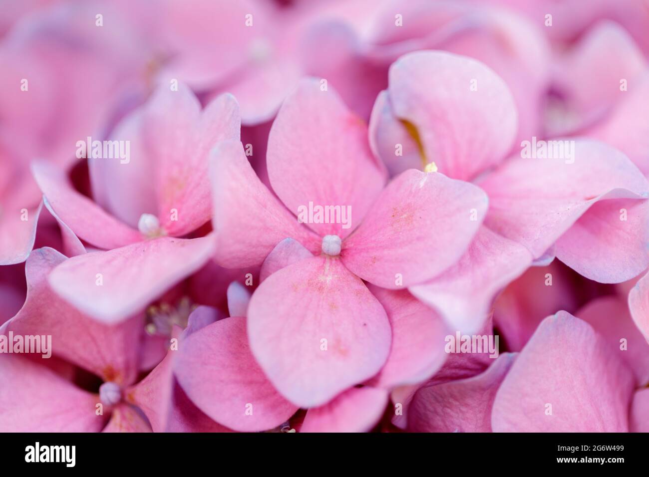 Selective focus of pink Hydrangea flowers Stock Photo