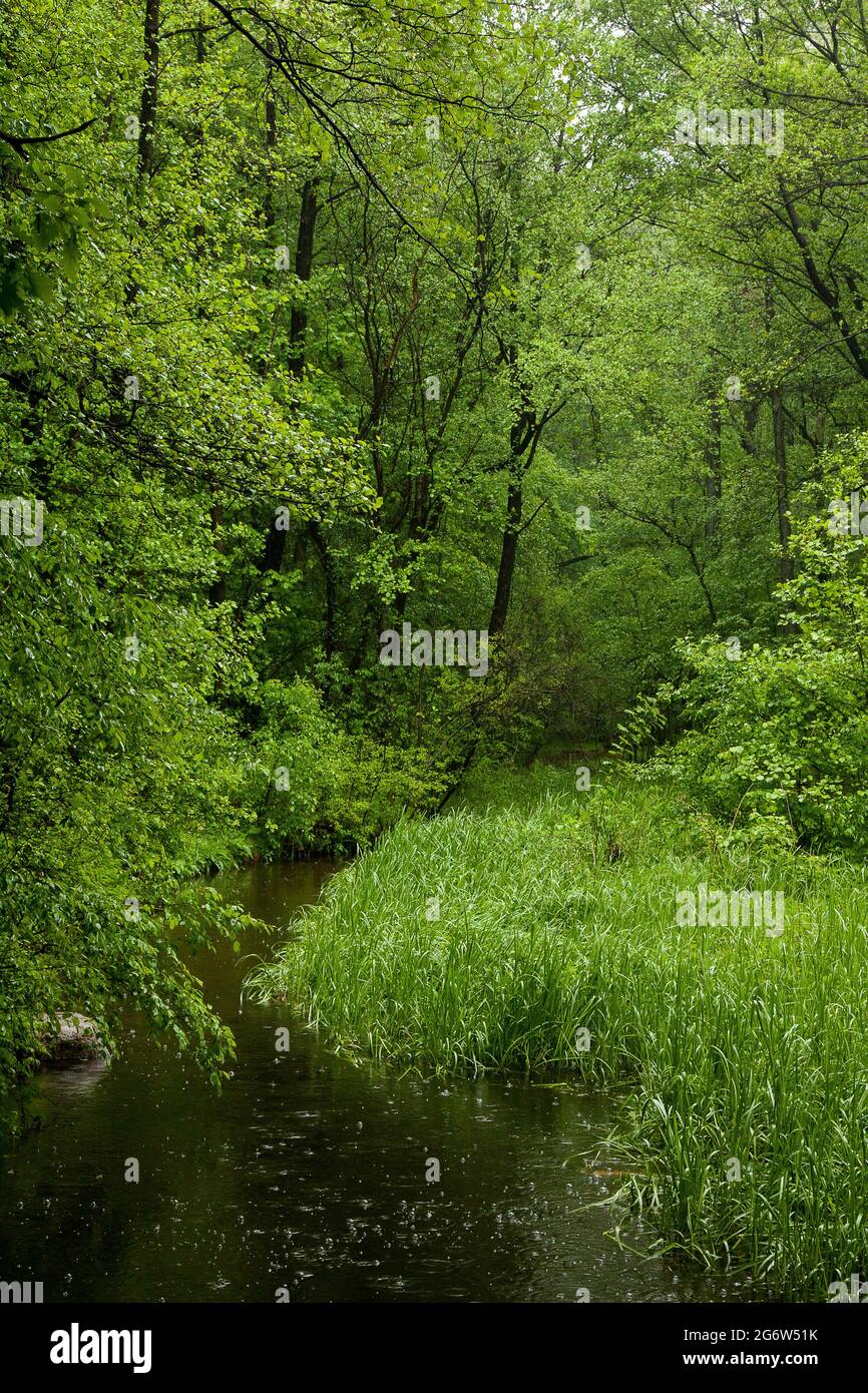 A stream becomes overgrown with lush, green trees and bushes. It rains in spring. Stock Photo