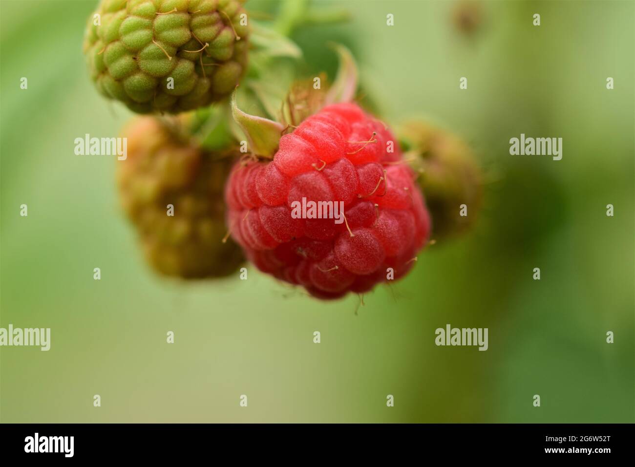 Unripe green and ripe red raspberries as a close up against a blurred background Stock Photo