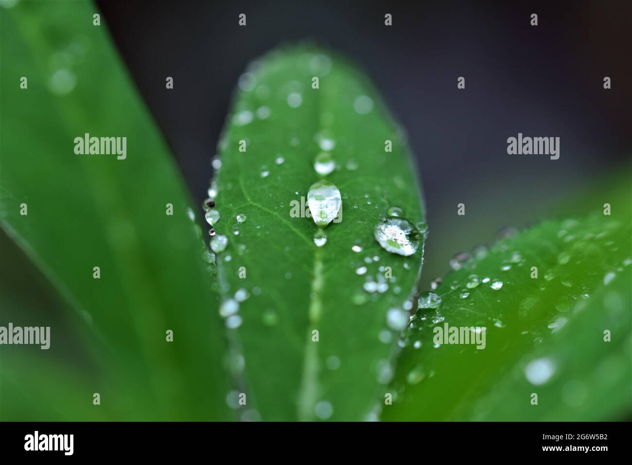 Waterdrops on a lupine leaf as a close up Stock Photo