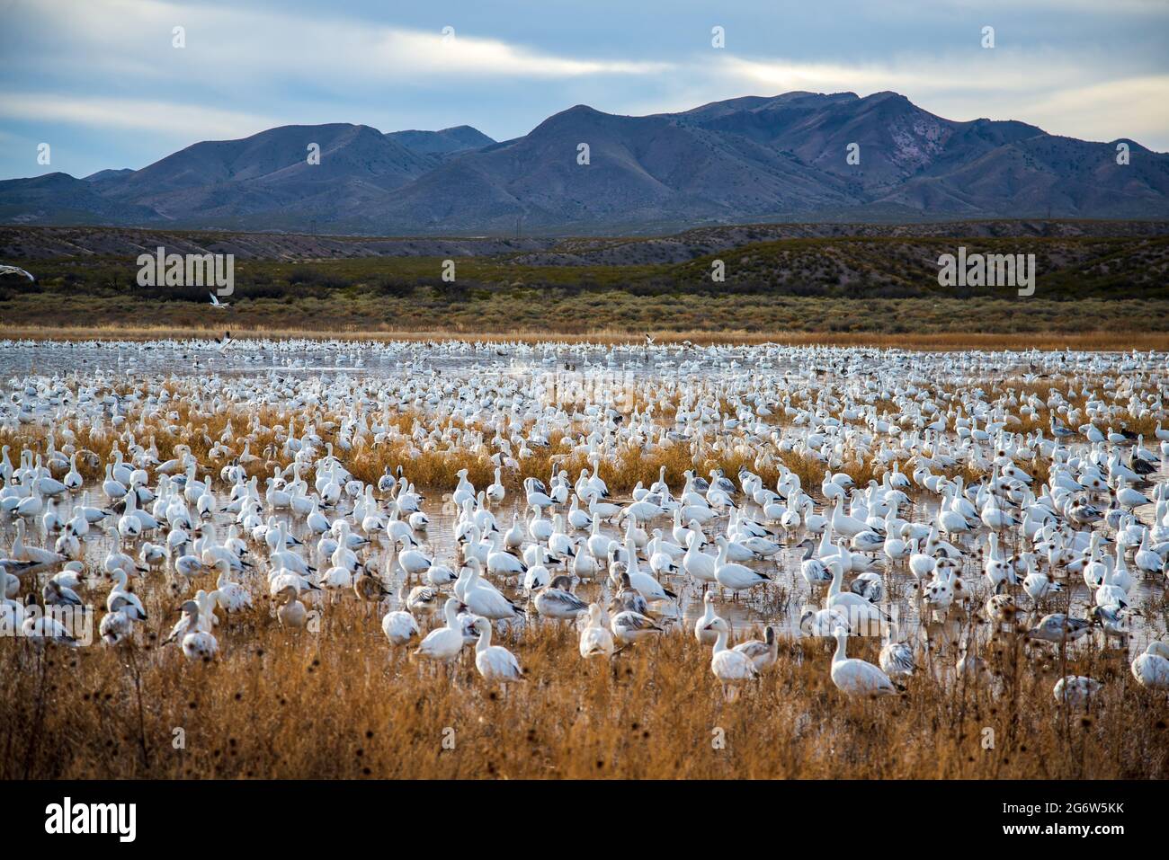Bosque del Apache, New Mexico Stock Photo Alamy