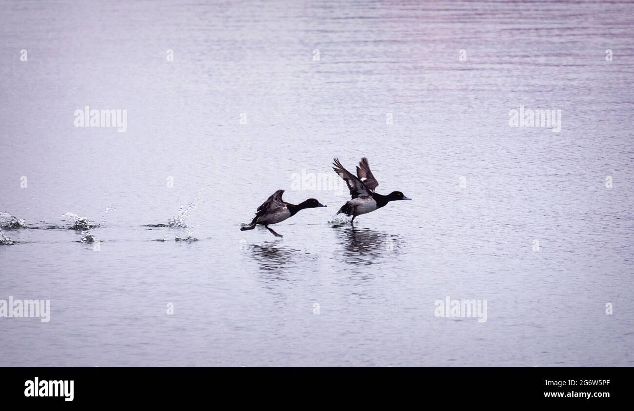 A pair of lesser scaups take flight leaving splash prints in their wake. Stock Photo