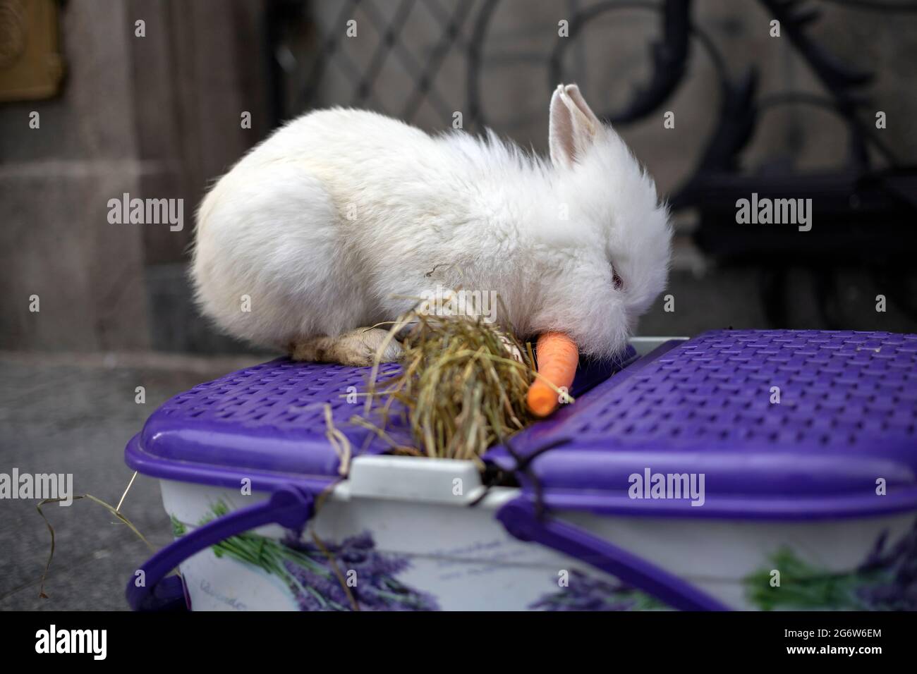 Little white rabbit eating carrot Stock Photo
