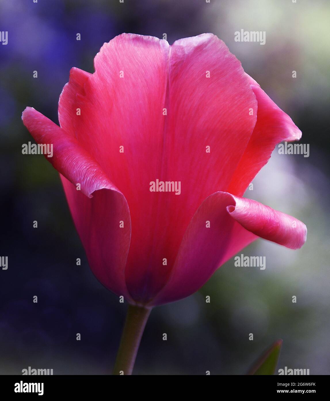 Tulip 'Pink Clearwater' Stock Photo