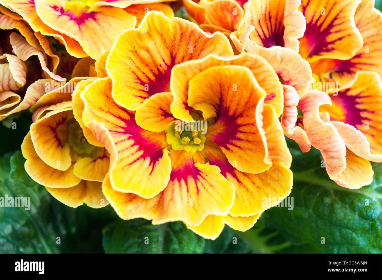 Close up of primula Marietta  a bi colour F1 Polyanthus that is a yellow and red a spring flowering and a semi evergreen hardy perennial Stock Photo