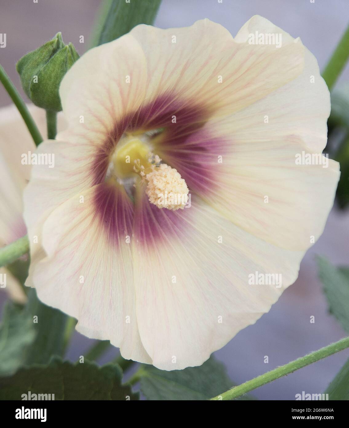 Alcea rosea 'Halo Cream' Stock Photo - Alamy