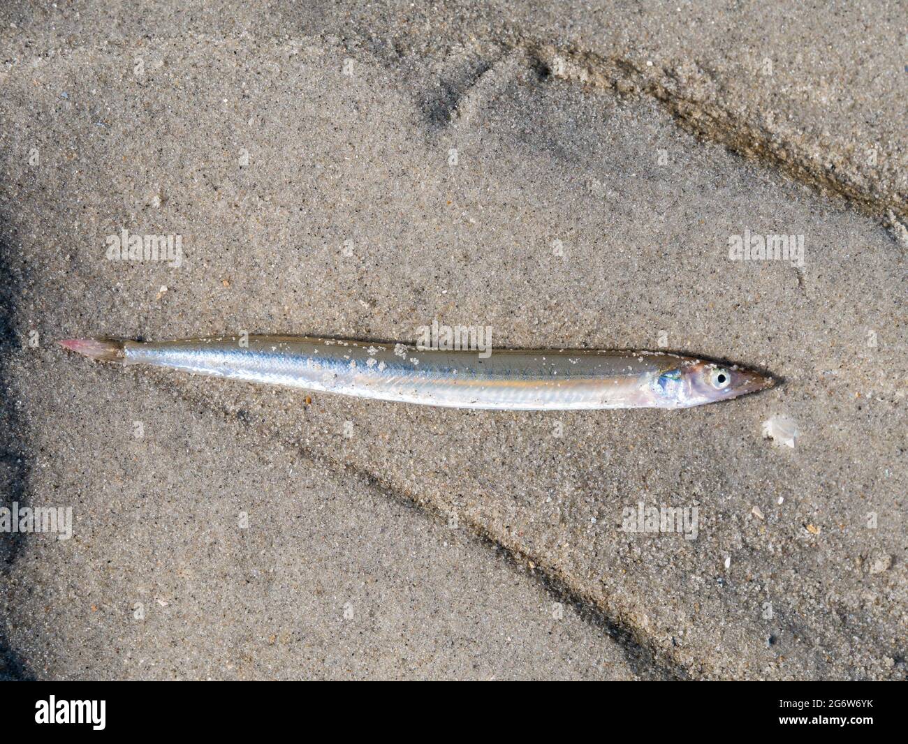 Sand eel hires stock photography and images Alamy