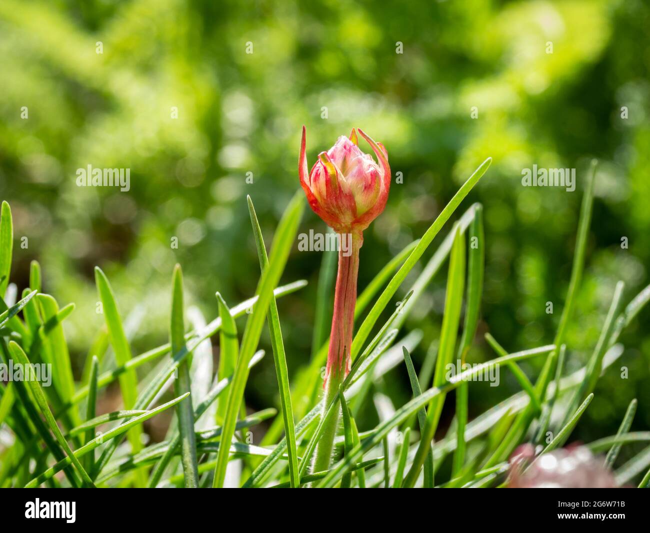Sea pink or sea thrift, Armeria maritima, close up of new bud growing to flower in springtime, Netherlands Stock Photo