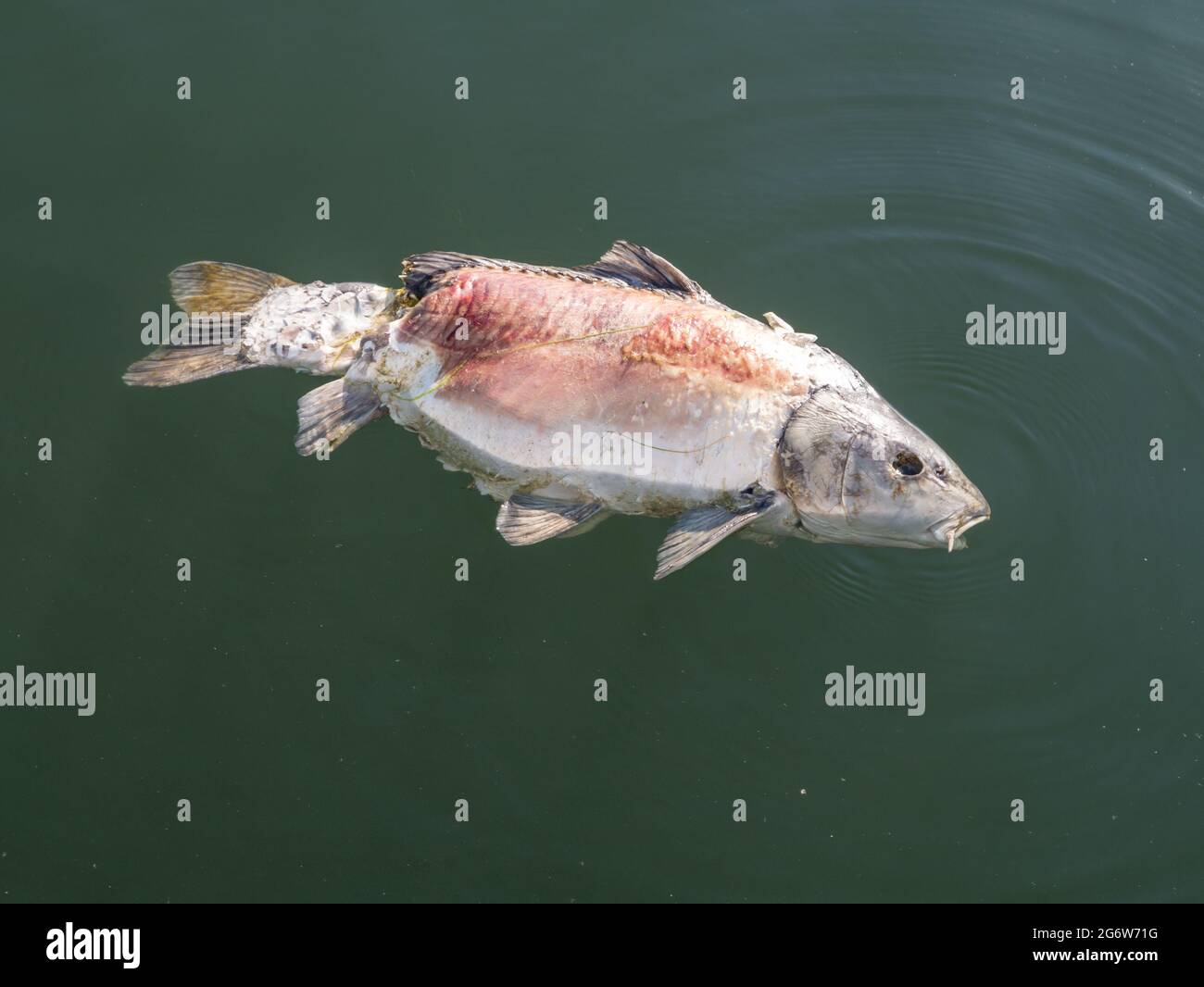 Common carp, Cyprinus carpio, dead fish floating in water, Haringvliet, Netherlands Stock Photo