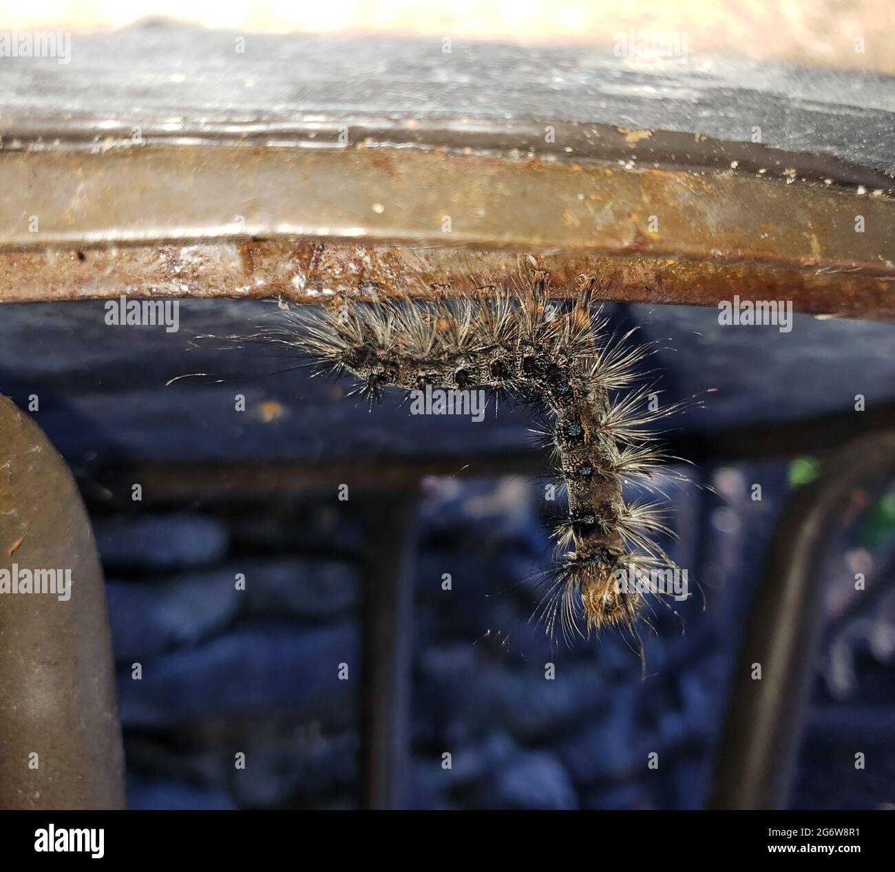Gypsy moth caterpillars hires stock photography and images Alamy