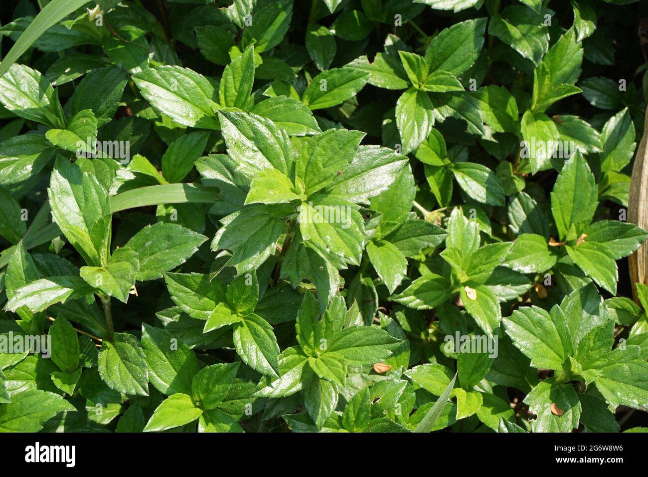 Sphagneticola trilobata with a natural background. Also called Bay Biscayne creeping oxeye, Singapore daisy, creeping oxeye, trailing daisy, wedelia Stock Photo