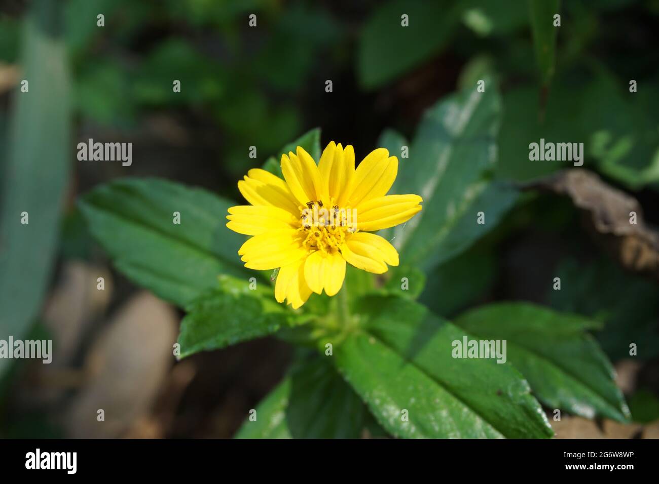 Sphagneticola trilobata with a natural background. Also called Bay Biscayne creeping oxeye, Singapore daisy, creeping oxeye, trailing daisy, wedelia Stock Photo