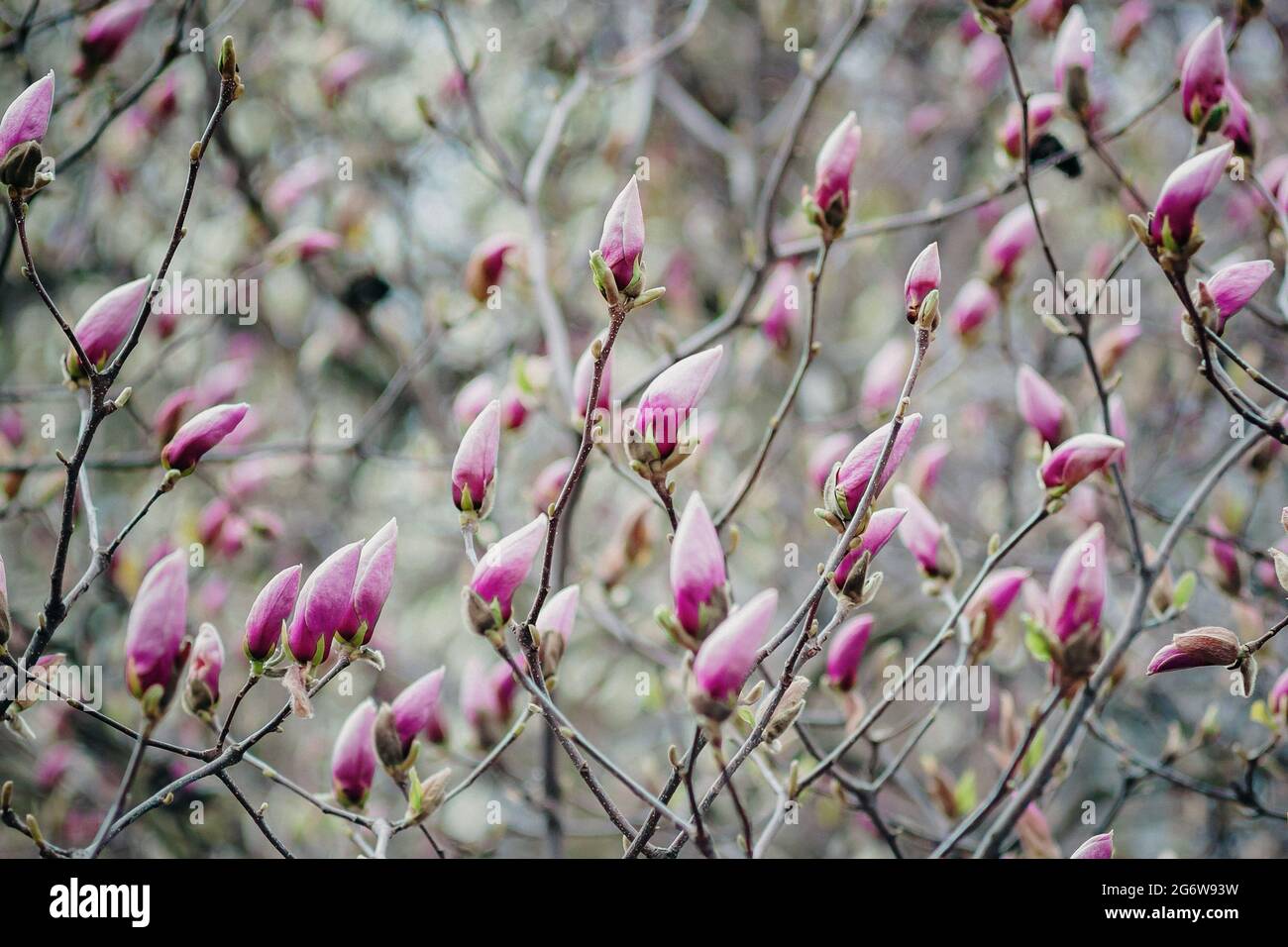 Background of pink magnolia buds on a tree Stock Photo - Alamy