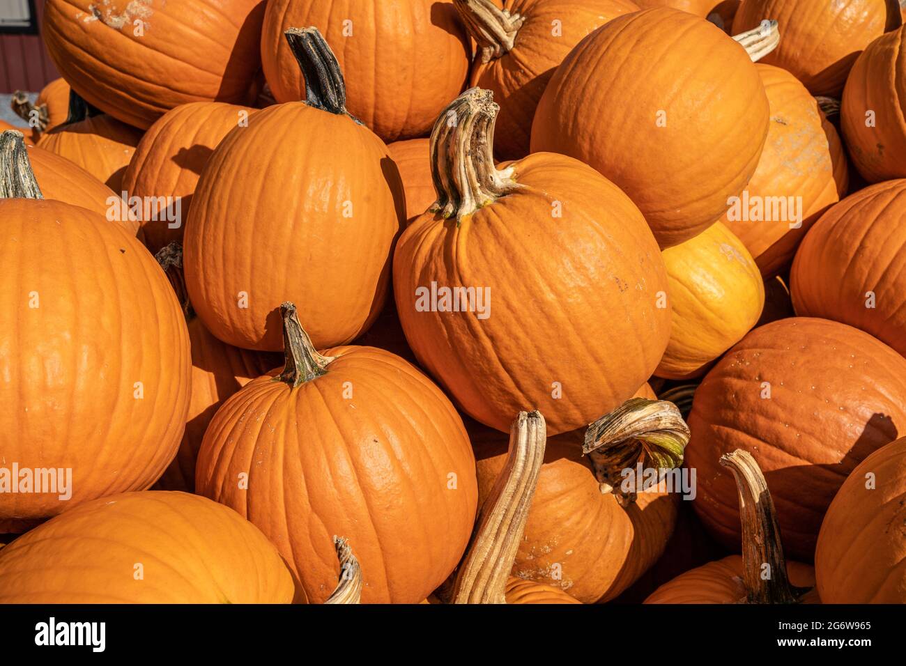 Pumpins for sale at local Farmer's Market ready to be picked for Halloween and Thanksgiving Decorations Stock Photo