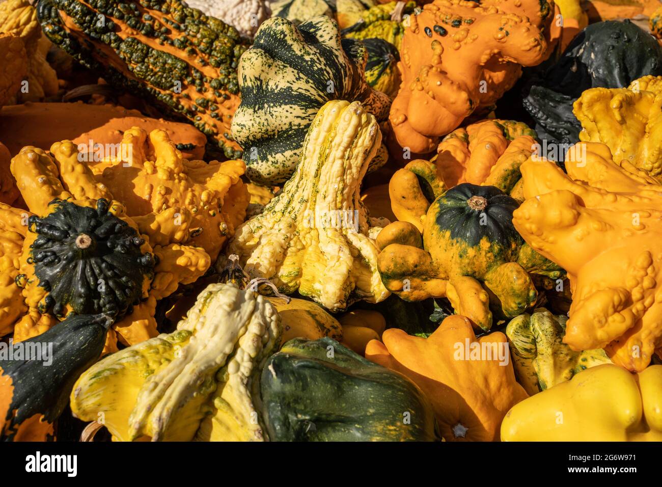 Orange, yellow and green grouds on sale at local orchard ready for Halloween and Thanksgiving decorations. Stock Photo