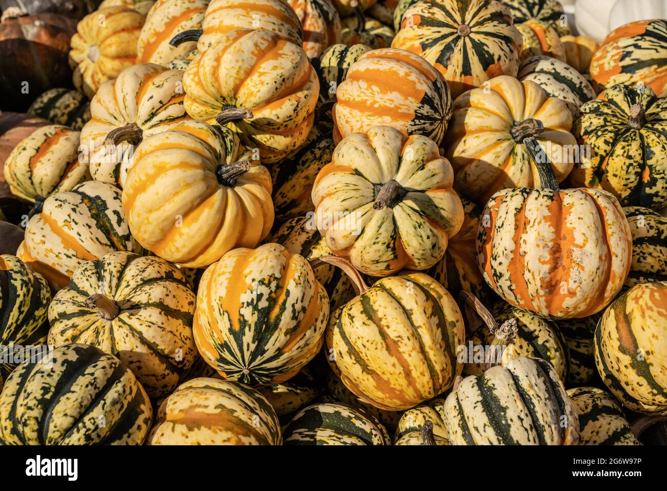 Orange, yellow and green grouds on sale at local orchard ready for Halloween and Thanksgiving decorations. Stock Photo