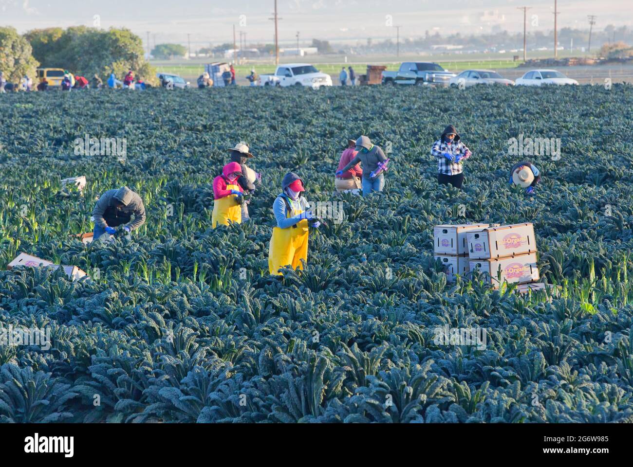 Kale  'Lacinato', hispanic field crew harvesting & packing crop. Stock Photo