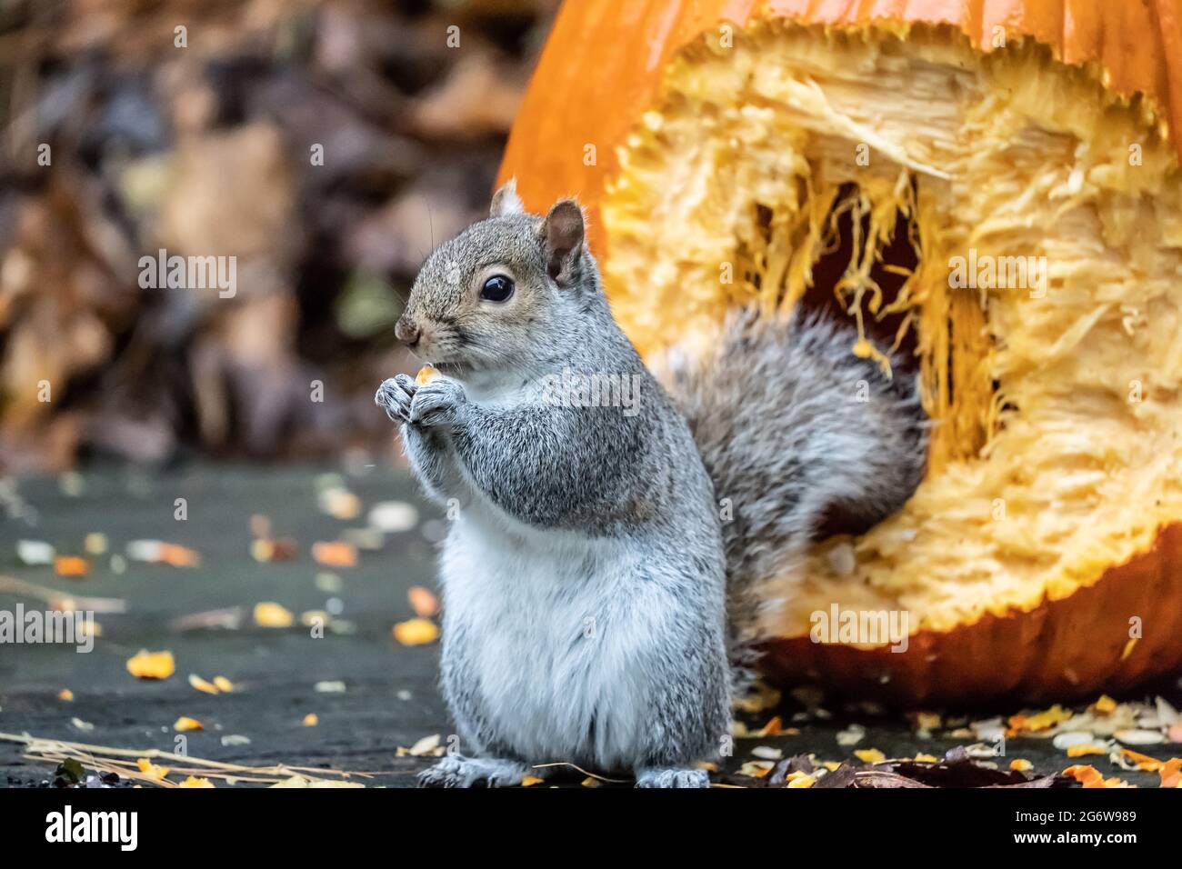 A hungry gray squirrel helps himself to pumpkin seeds from Halloween Pumpkin Stock Photo