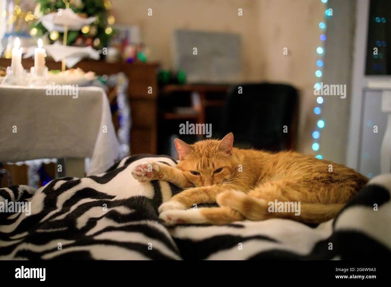 Fluffy ginger cat sleeps on a bedspread against the background of a christmas tree and a festive table. Stock Photo