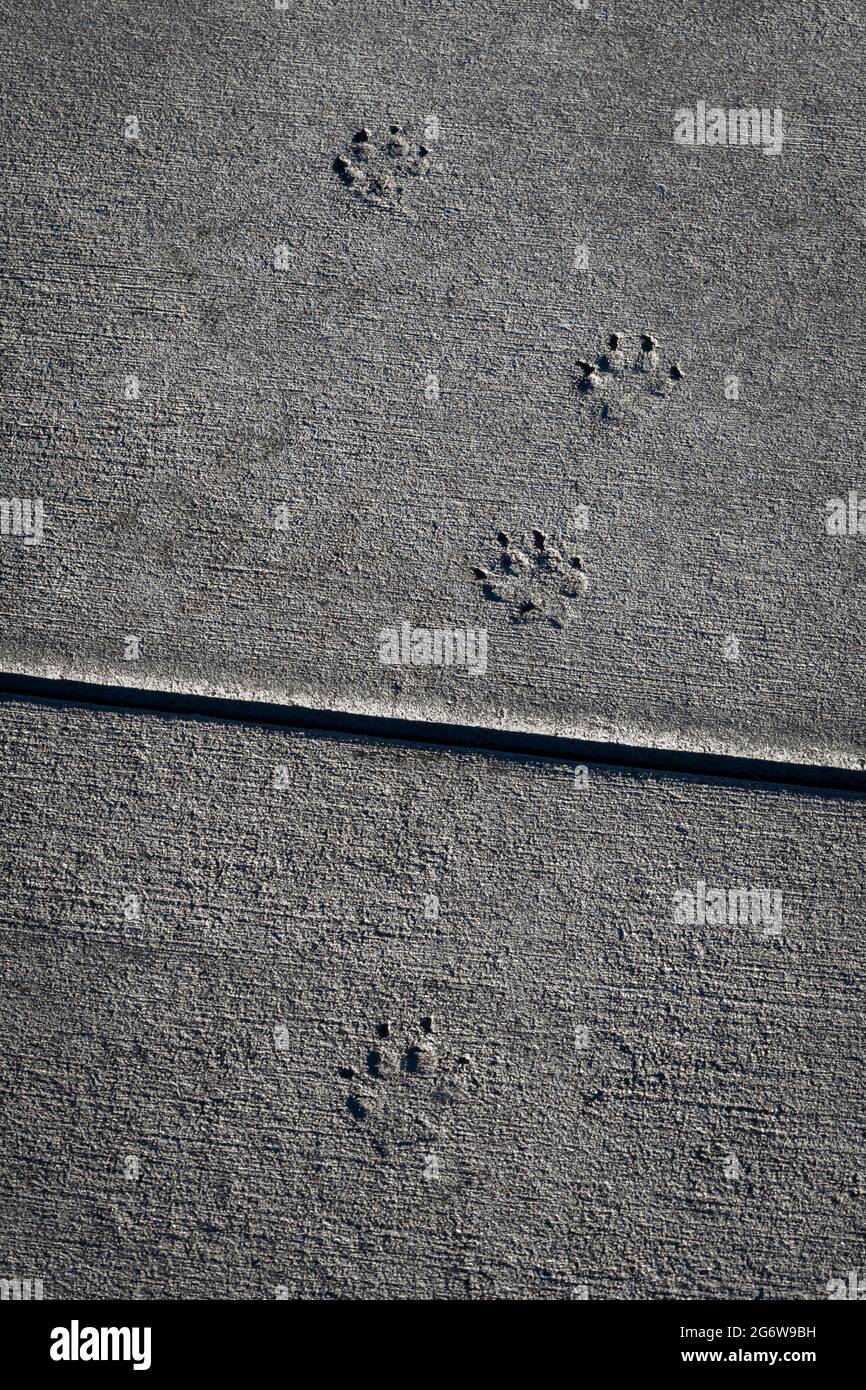 Morning sidelight enhances animal tracks in concrete sidewalk made when it walked across wet cement, Castle Rock Colorado US. Photo taken in November. Stock Photo