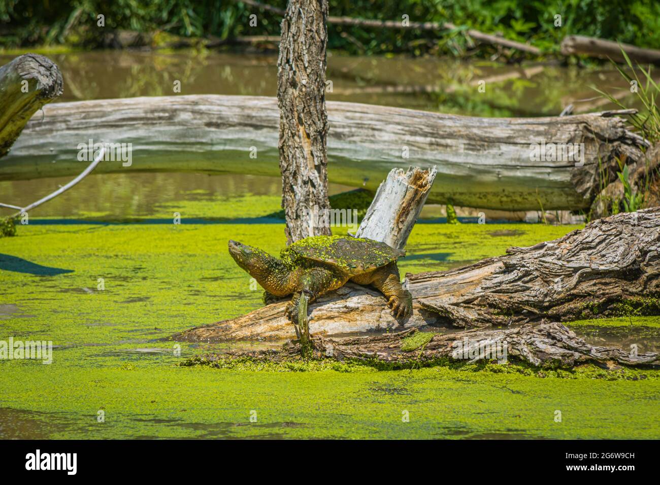 Common Snapping Turtle habitat (Testudo serpentine) basking on partially submerged cottonwood tree trunk in wetlands area, Castle Rock Colorado USA. Stock Photo