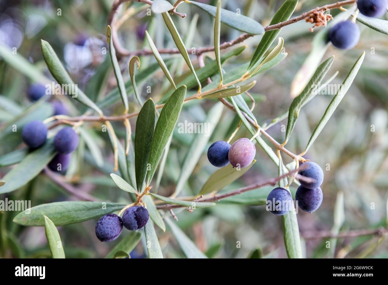 Gold toned fruits hi-res stock photography and images - Alamy