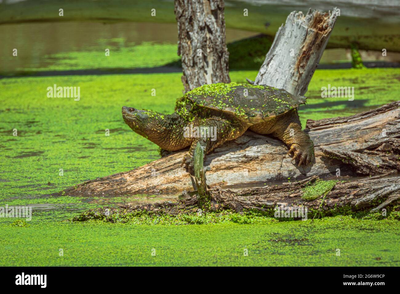 Common Snapping Turtle (Testudo serpentine) basking on partially submerged cottonwood tree trunk in wetlands area, Castle Rock Colorado USA. Stock Photo