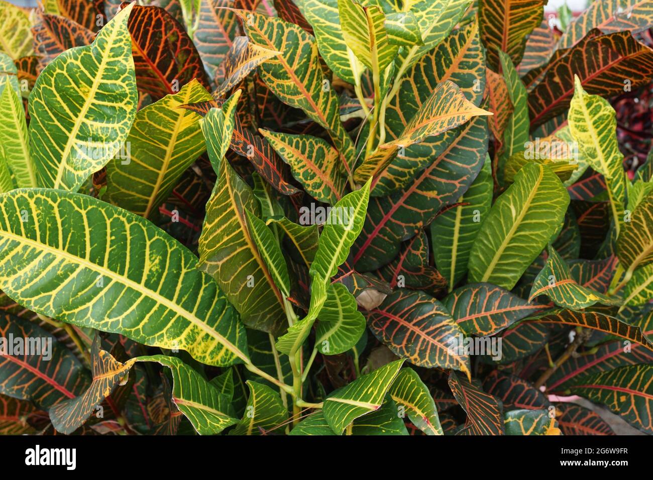 Codiaeum variegatum (Croton, Variegated Laurel, Garden Croton, Orange Jessamine, puring,puding) in the garden. Exotic botanoical tropical green plants Stock Photo