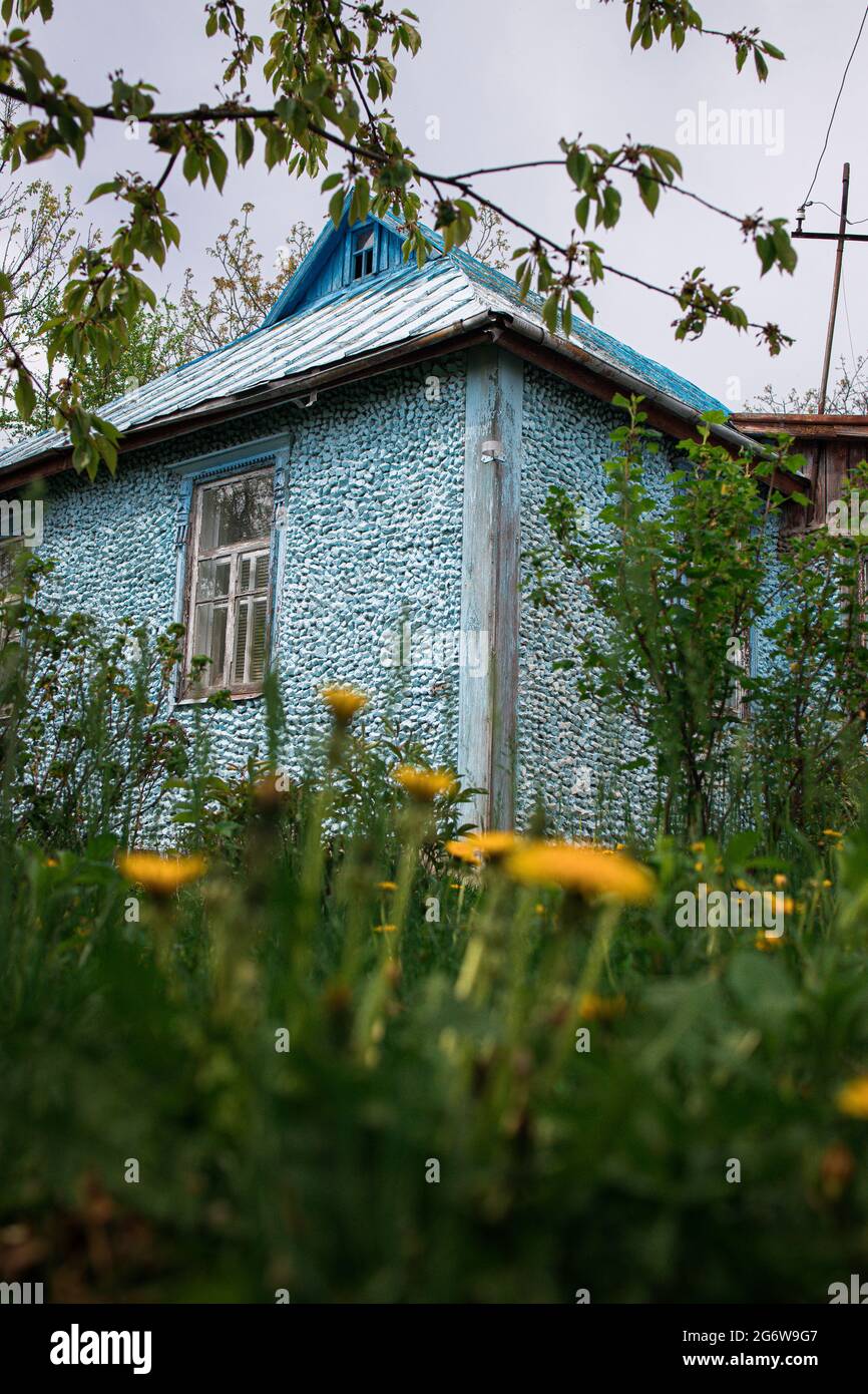 flowers dandelions in front of an old blue village house, bottom view, blur. Stock Photo